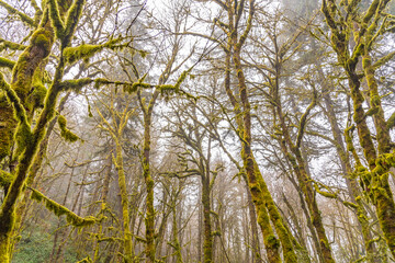 Mossy trees in rainforest of Pacific Northwest