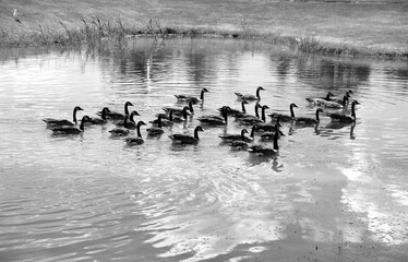 Canada geese are large wild goose species with a black head and neck, white patches on the face,...