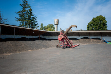 Sunflower seeds are harvested to make oil