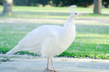 white peacock in park