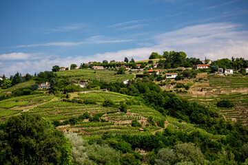 Fototapeta na wymiar Vineyards along the Rhone River at Ampus, France.