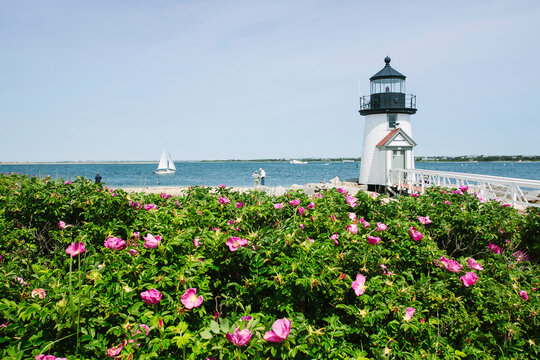 Rosa Rugosa Brant Point Lighthouse Nantucket Island, Massachusetts
