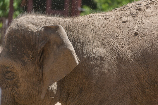 Elephant in profile with mud caked to hide and flies swarming