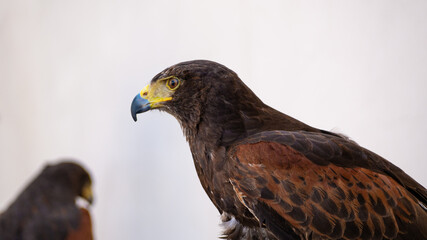 hawk curious