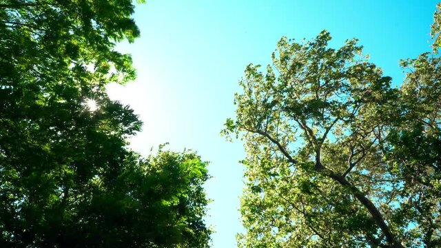 Looking up to the blue sky with two huge plane trees. Sun light is falling between green leaves and branches swaying in the wind