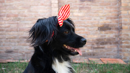 Profile of a black dog with a red bow on her head.