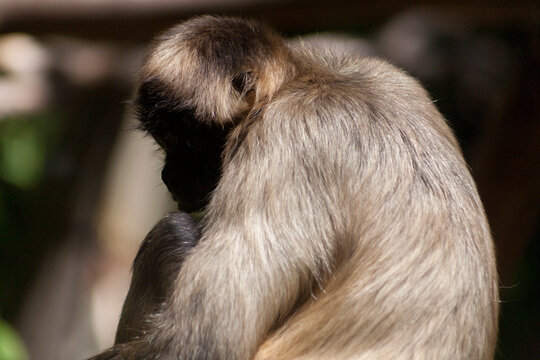 Zoo monkey seated with face in shadow
