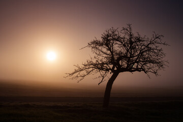 Fototapeta na wymiar tree silhouette in foggy autumn morning, czech republic