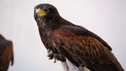 bird of prey