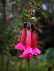 La CANTUTA es la Flor Nacional del Perú,