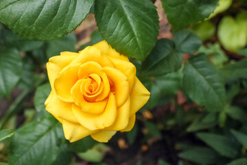 yellow rose on a green background close-up