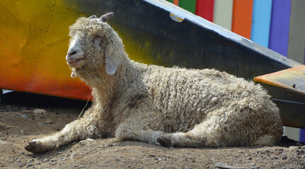The Angora goat is a breed of domesticated goat, historically known as Angora. Angora goats produce...