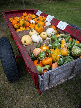 mixed pumpkins and gourds for sale in a wagon