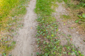The ambience of the forest of warm trees in the summer by the river Danube 