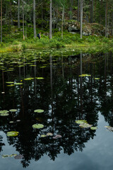 reflection of trees in water