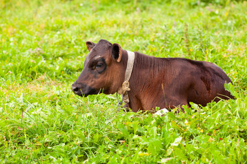 Very cute newborn Holstein calf laying on the grass