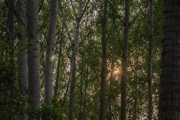 Obraz premium The ambience of the forest of warm trees in the summer by the river Danube 