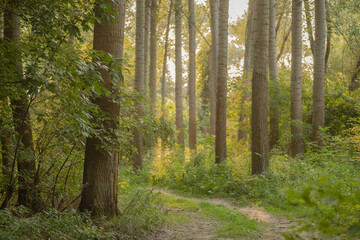 Fototapeta premium The ambience of the forest of warm trees in the summer by the river Danube 