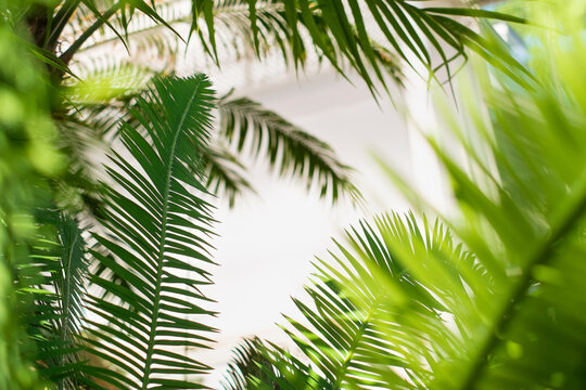 Tropic atmoshere under the palm trees