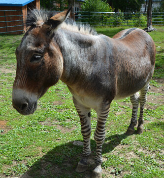Close up of zebroid is the offspring of any cross between a zebra and any other equine to create a hybrid