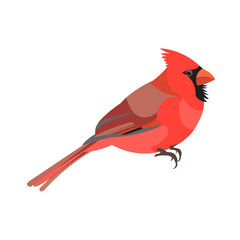 American cardinal bird