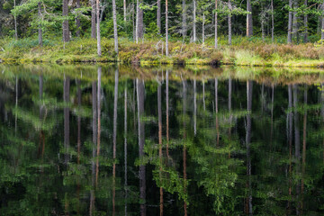 Obraz premium reflection of trees in the water