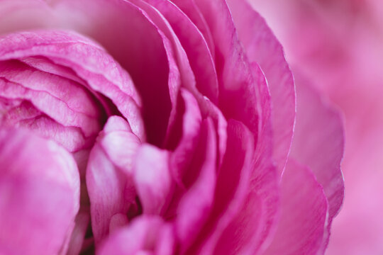 Macro of ruffly center of pink ranunculus flower