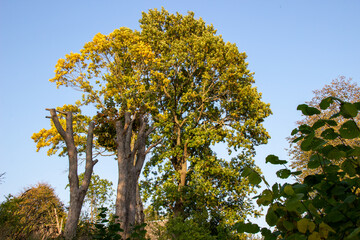 A big thick tree on a summer day.