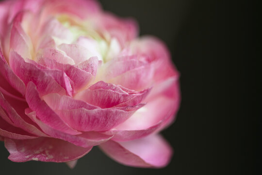 Macro of off center pink ranunculus flower