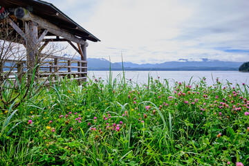 Profusion of wildflowers and grass.  Alert Bay harbour, BC, Canada