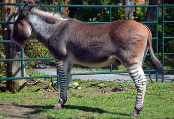 Close up of zebroid is the offspring of any cross between a zebra and any other equine to create a hybrid - Powered by Adobe