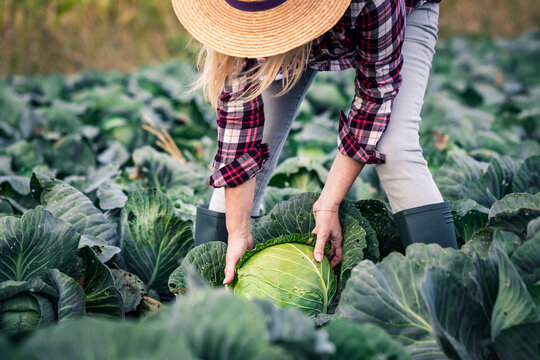 Woman picking cabbage vegetable at field
