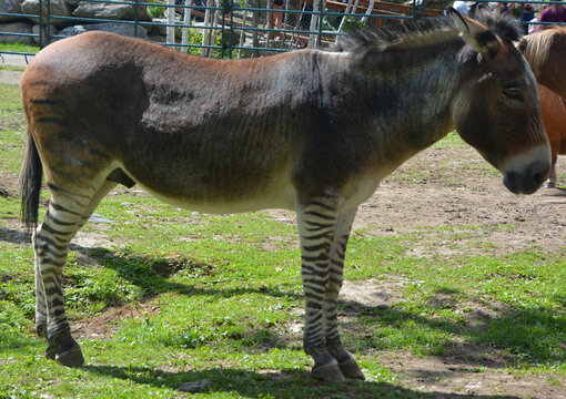 Close up of zebroid is the offspring of any cross between a zebra and any other equine to create a hybrid