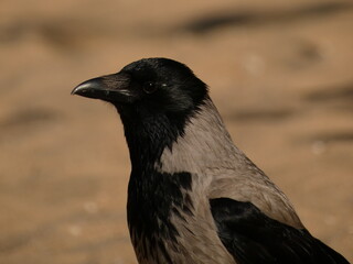 Hooded crow (Corvus cornix) - portrait of black and gray bird on the beach