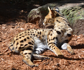 The serval is a wild cat native to Africa. It is rare in North Africa and the Sahel, but widespread...