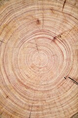 Fototapeta premium Tree rings texture close up. Saw cut of an arctic pine trunk close-up. Tree rings on an arctic pine split. Tree rings of pine close-up. Fragment of Pine log walls. Walls of wooden log house close up.