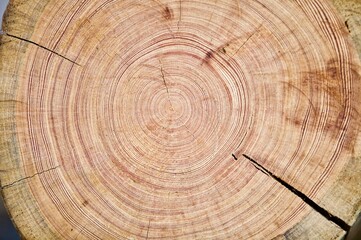 Tree rings texture close up. Saw cut of an arctic pine trunk close-up. Tree rings on an arctic pine...