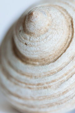 Close up of a shell.