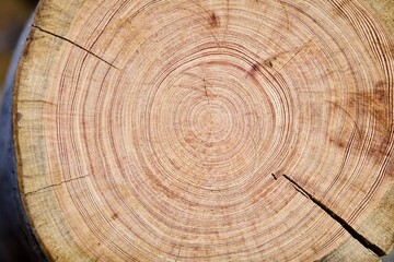Fototapeta premium Tree rings texture close up. Saw cut of an arctic pine trunk close-up. Tree rings on an arctic pine split. Tree rings of pine close-up. Fragment of Pine log walls. Walls of wooden log house close up.