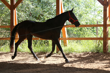 Young purebred  black colored saddle horse canter on cord