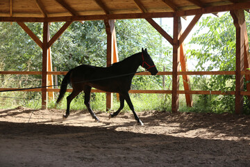 Young purebred  black colored saddle horse canter on cord