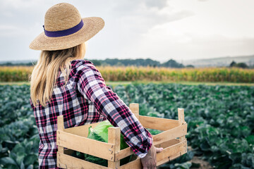 Woman harvesting at cabbage field