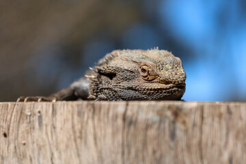 Bearded dragon lizard lazing in the Australian sunshine