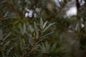 Photo the buckthorn leaves close-up. Nature.