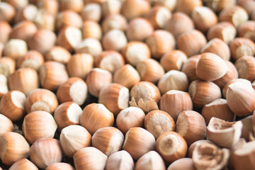 Lots of closed brown hazelnuts