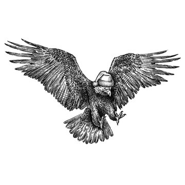black and white engrave isolated eagle illustration