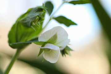 Delicate pea flower close up in vegetable garden