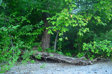 tree in the forest