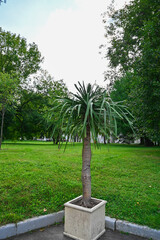 A cultivated palm tree in a ceramic pot in a public park.