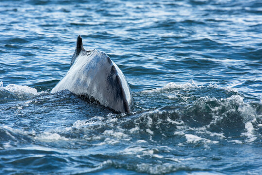 hunchback whale